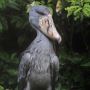 Shoebill (Balaeniceps rex)