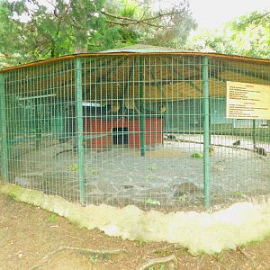 Pheasant Enclosure