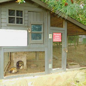 Ferret Enclosure