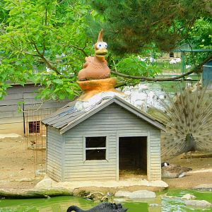 Silly Coop in the Larger Duck Pond