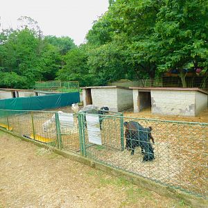Goat and Alpaca Enclosure