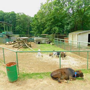 Pgymy Goat Petting Pen