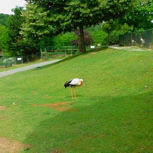 Free Ranging Stork