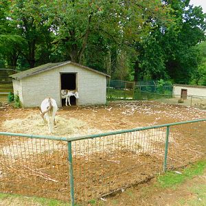 Donkey Corral