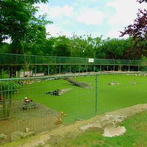 Algae Pond with Ramp