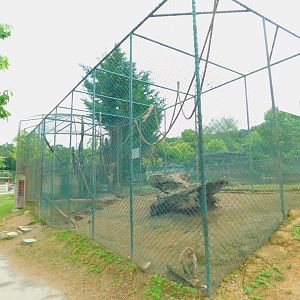 Rhesus Macaque Cage