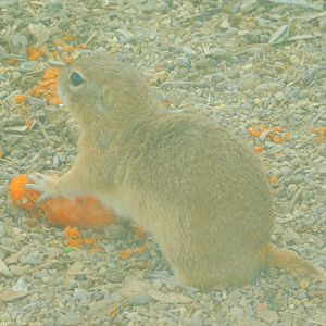 Asia Minor Ground Squirrel
