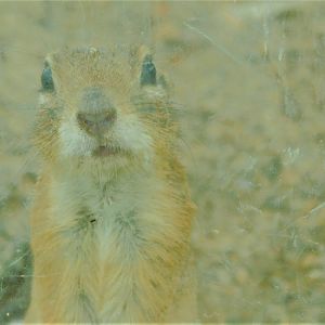 Asia Minor Ground Squirrel