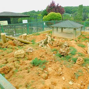 Meerkat Enclosure