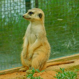 Meerkat