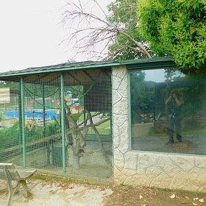 Squirrel Monkey Enclosure
