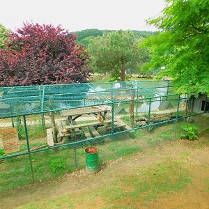 Savanna Cat Enclosure