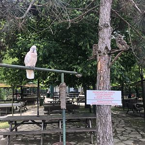 Owls and Moluccan Cockatoo on Perches