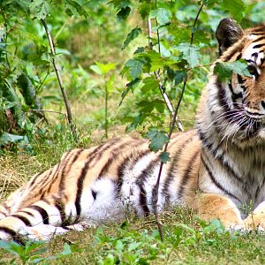 Jun. 2023 - Siberian Tiger