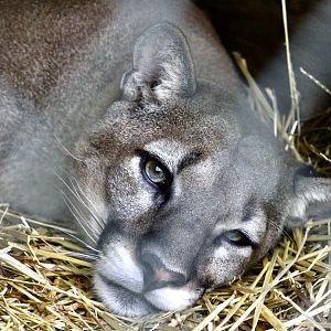 Jun. 2023 - Mountain Lion