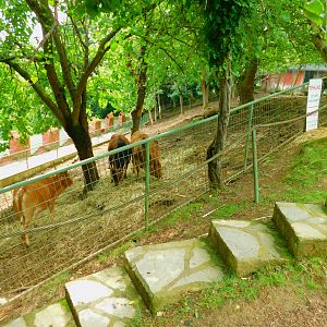 Miniature Zebu (?) Enclosure