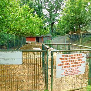 Angora (?) Goat Petting Pen