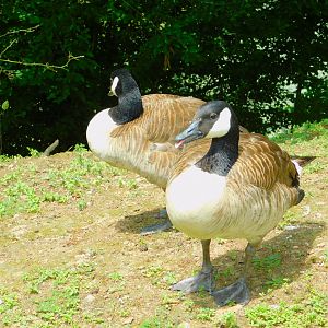 Canada Geese