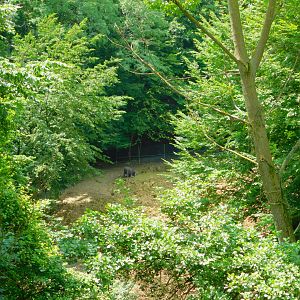 Domestic Water Buffalo (as seen from the other side of the big lake)