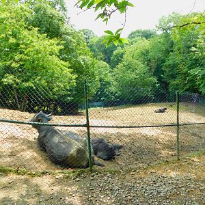 Domestic Water Buffalo Enclosure