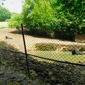 Domestic Water Buffalo Enclosure