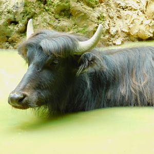 Domestic Water Buffalo