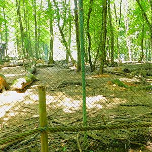 Wolf(dog?) Enclosure