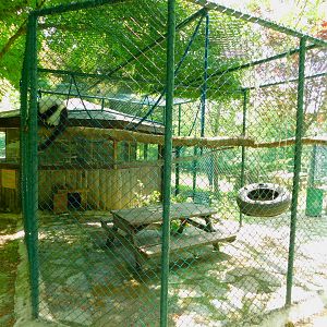 BW Ruffed Lemur Enclosure