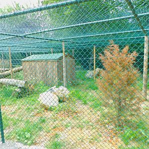 Caracal Enclosure