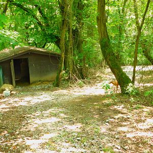 Fallow Deer Walkthrough Enclosure