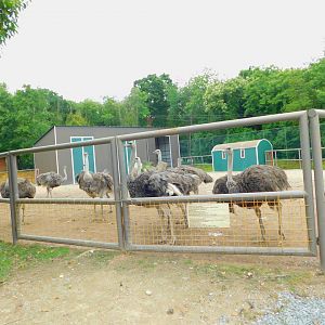 More Ostriches with a dubiously Giraffe-sized Barn