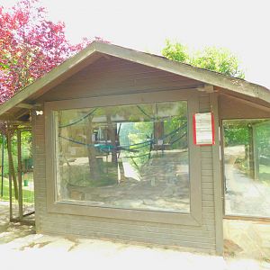 Iguana and the Smaller Snakes