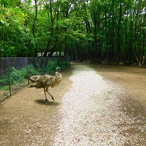 Inside the Deer Walkthrough