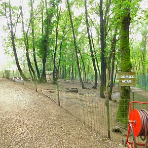 Pig Enclosure Within Deer Walkthrough