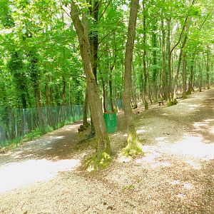 Inside the Deer Enclosure