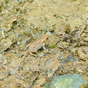 Tiny Toadlet