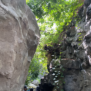 Appalachian Cove Forest Entrance