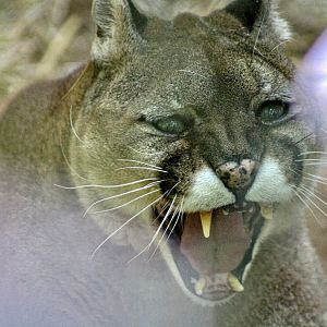 Jun. 2023 - Mountain Lion