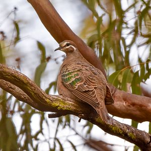 Common Bronzewing