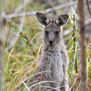 Eastern Grey Kangaroo