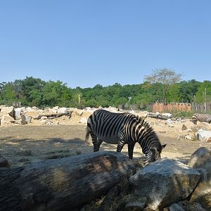 New Hartmann's Mountain Zebra Enclosure at Tierpark Berlin, 9th June 2023
