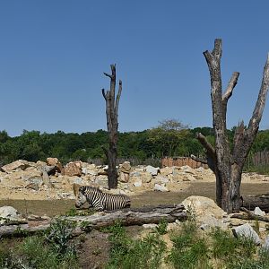 New Hartmann's Mountain Zebra Enclosure at Tierpark Berlin, 9th June 2023