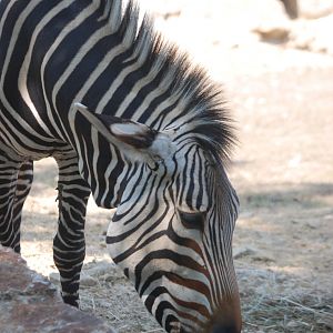 Hartmann's Mountain Zebra at Tierpark Berlin, 9th June 2023