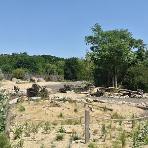 New Savannah Paddock at Tierpark Berlin, 9th June 2023