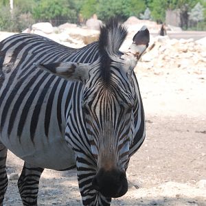 Hartmann's Mountain Zebra at Tierpark Berlin, 9th June 2023