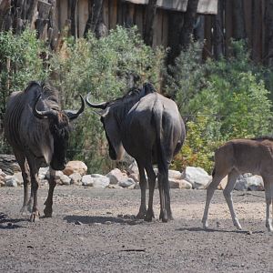 White-bearded Wildebeest, New Savannah Paddock at Tierpark Berlin, 9th June 2023
