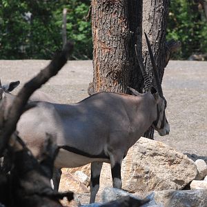 Beisa Oryx, New Savannah Paddock at Tierpark Berlin, 9th June 2023