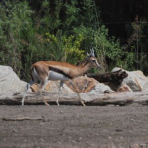 Thomson's Gazelle, New Savannah Paddock at Tierpark Berlin, 9th June 2023