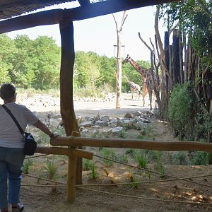 New Giraffe Paddock at Tierpark Berlin, 9th June 2023