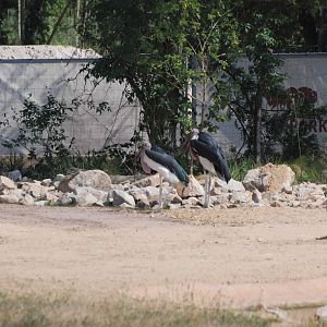 New Giraffe Paddock at Tierpark Berlin, 9th June 2023